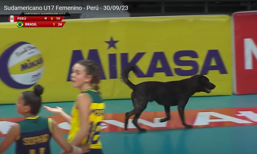 Cachorro invade quadra em jogo do Brasil no Campeonato Sul-Americano Sub-17 de vôlei feminino